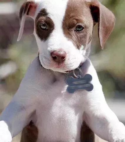 The Pit Bull is bred from a Bulldog and a Terrier.
