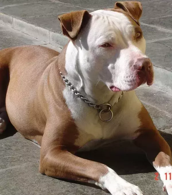 Pit Bulls are banned in the UK.