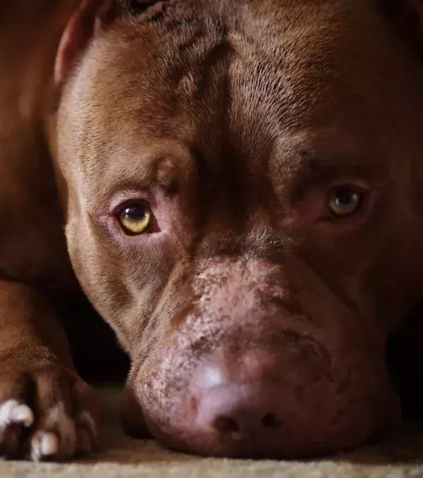 The Pit Bull's jaw is the most powerful of all canines.