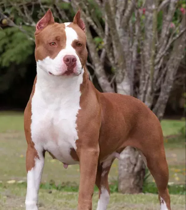 Pit Bulls were often used in fights with bulls.