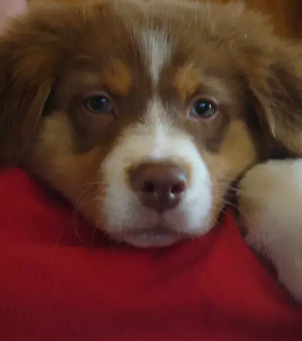 A Red Australian Shepherd's coat can change shade depending on the season.