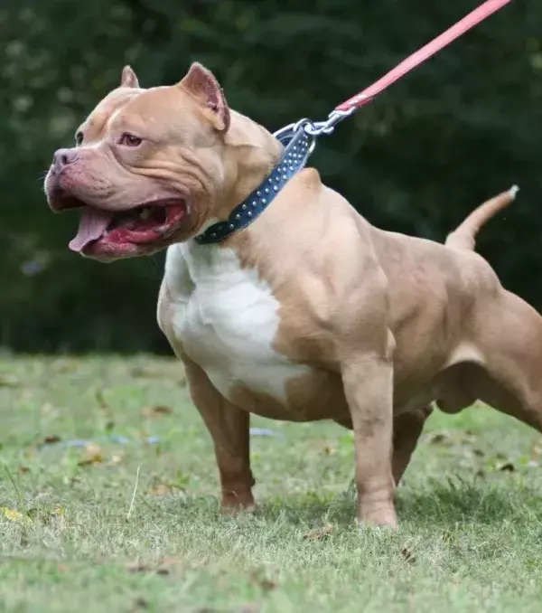 Though some argue they can make good pets if trained properly...