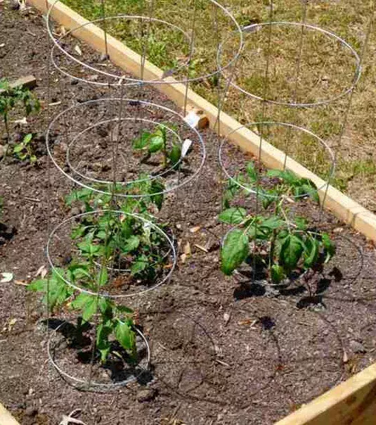 Add a wire cage or stakes around your tomato plants in order to help structure the plant and add security.