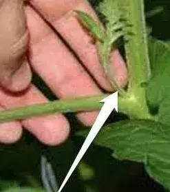 Cut the small stems that are next to the main root because these steal the sunlight and do not produce the tomatoes.