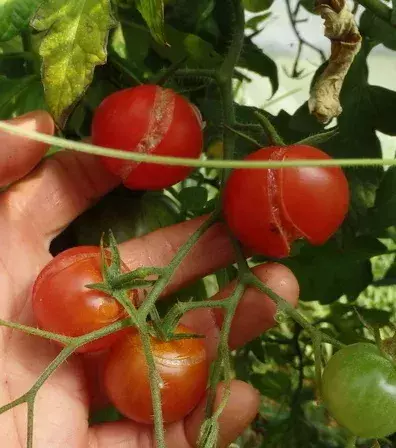 If your tomatoes are cracked that simply means you haven't watered them enough. Remember, the soil must be moist.
