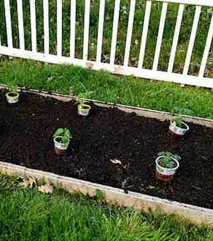 Make sure you grow your tomatoes where sunlight and space is ample. This is important to get the best tomatoes!