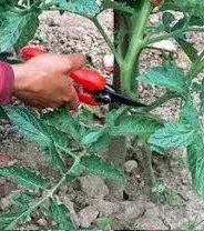 Prune the leaves that are at the bottom of your plants. These are the first to be attacked by diseases.