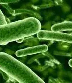 You have Pseudomonas in your skin - Little microbes that are invisible to the naked eye are the favourite of mosquitoes.